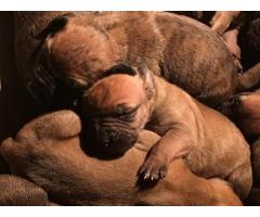 Purebred Boerboel Puppies For Sale