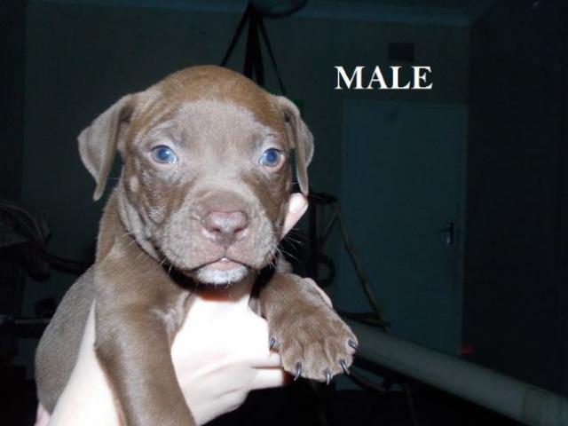 pitbull puppies pretoria