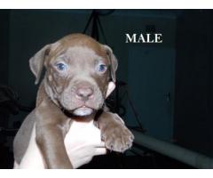 Registered Pitbull Puppies For Sale
