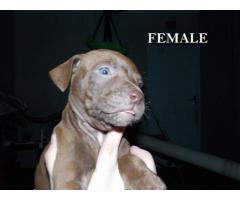 Registered Pitbull Puppies For Sale