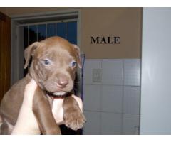 Registered Pitbull Puppies For Sale