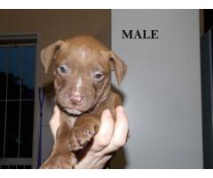 Registered Pitbull Puppies For Sale