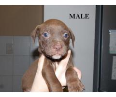 Registered Pitbull Puppies For Sale