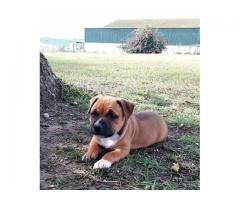 Staffordshire Bull Terrier (Staffie) puppies for sale.