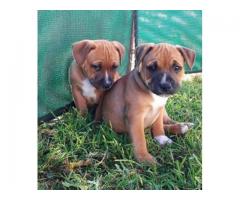 Staffordshire Bull Terrier (Staffie) puppies for sale.