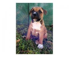 Staffordshire Bull Terrier (Staffie) puppies for sale.