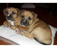 Staffordshire Bull Terrier (Staffie) puppies for sale.