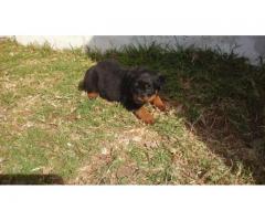 8 x Rottweiler Puppies for sale