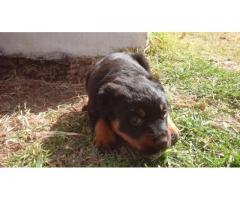 8 x Rottweiler Puppies for sale