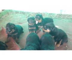 8 x Rottweiler Puppies for sale