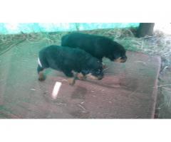 8 x Rottweiler Puppies for sale