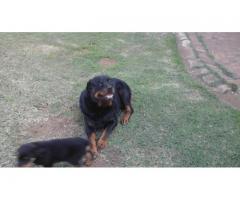 8 x Rottweiler Puppies for sale