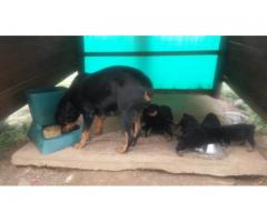 8 x Rottweiler Puppies for sale