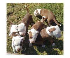 Registered longleg rednose Pitbull puppies for sale