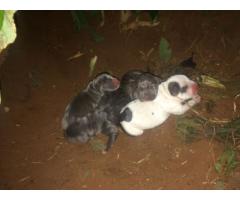 Registered american pitbull (blue) puppies for sale