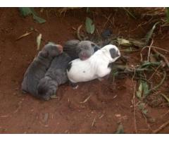 Registered american pitbull (blue) puppies for sale