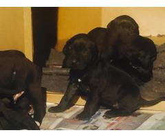 Brazilian Mastiff x Pittbull puppies for sale