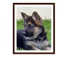 Registered German Shepherd Puppies for sale in South Africa
