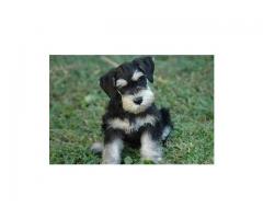 SCHNAUZER PUPPIES FOR SALE