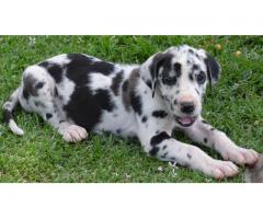 Great Dane puppies for sale - Registered breeder