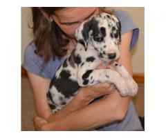 Great Dane puppies for sale - Registered breeder