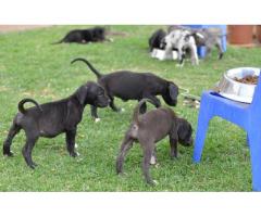 Great Dane puppies for sale - Registered breeder