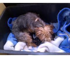 Silver yorkshire Puppies for Sale