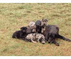 Registered Great Dane pups for sale