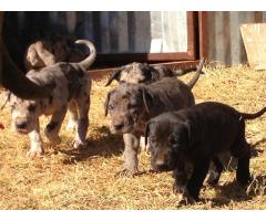 Registered Great Dane pups for sale