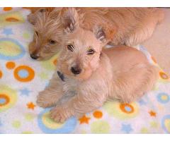 KUSA registered Scottish Terriers puppies for sale