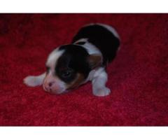 Biewer puppies for sale to approved homes