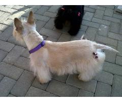 KUSA registered Scottish Terriers puppies for sale