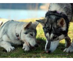 Northern Inuits pups for sale | Wolf like dogs