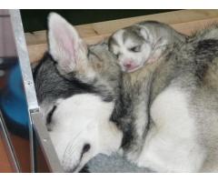 Northern Inuits pups for sale | Wolf like dogs