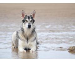 Northern Inuits pups for sale | Wolf like dogs