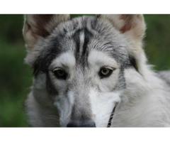 Northern Inuits pups for sale | Wolf like dogs