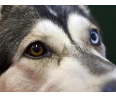 Northern Inuits pups for sale | Wolf like dogs