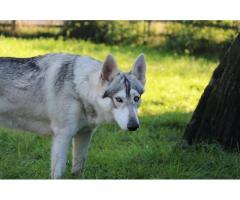 Northern Inuits pups for sale | Wolf like dogs