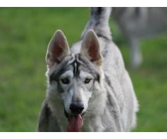 Northern Inuits pups for sale | Wolf like dogs