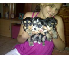 Yorkiepoo puppies for sale