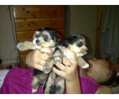 Yorkiepoo puppies for sale