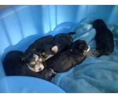 Yorkiepoo puppies for sale