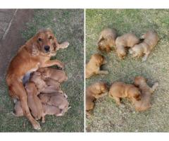 Golden Cocker Spaniel Puppies for sale