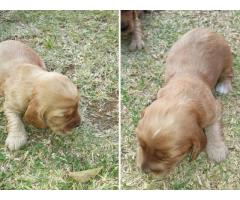 Golden Cocker Spaniel Puppies for sale