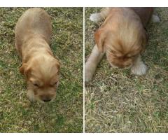 Golden Cocker Spaniel Puppies for sale