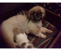 Pekingese X Puppies For Sale