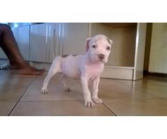 FEMALE PITBULL TERRIER PUPPY