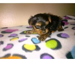 gorgeous yorkie male