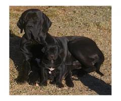 Brazilian Mastiff (Fila Brasileiro) Puppies for sale !