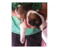 Saint Bernard Puppies for Sale - R 1500